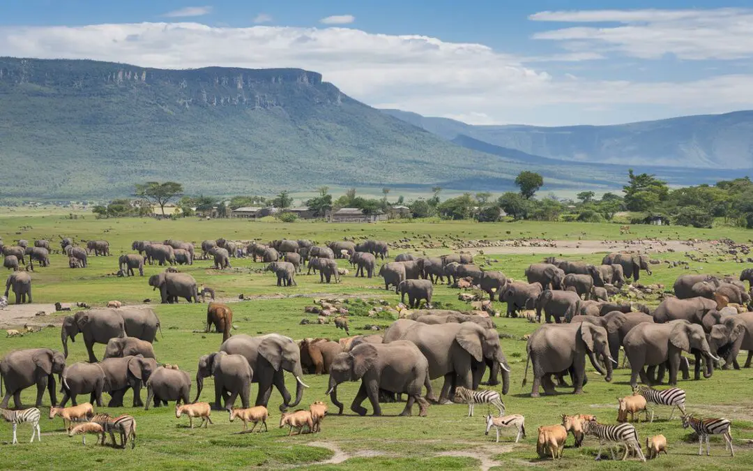 Største Byer i Tanzania: En Oplevelse af Kultur og Kontraster